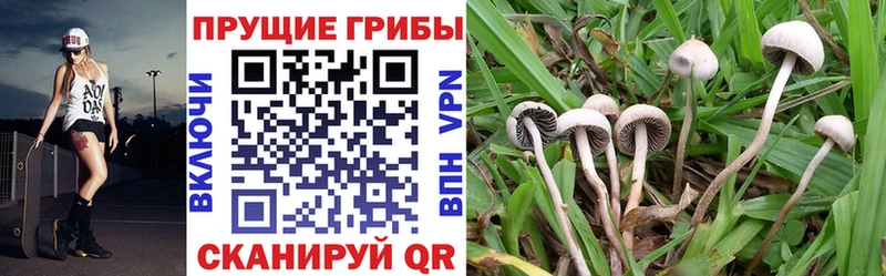 Галлюциногенные грибы Cubensis  shop состав  Зарайск 